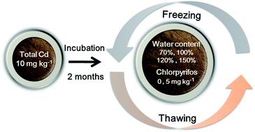 Graphical abstract: Multivariate interactions of natural and anthropogenic factors on Cd behavior in arable soil