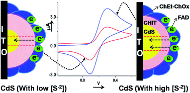 Graphical abstract: Mediator-free biosensor using chitosan capped CdS quantum dots for detection of total cholesterol