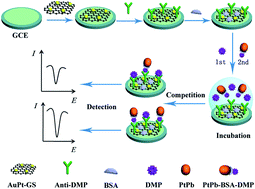 Graphical abstract: Synthesis of PtPb hollow nanoparticles and their application in an electrochemical immunosensor as signal tags for detection of dimethyl phthalate
