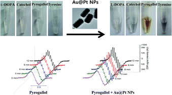 Graphical abstract: Intrinsic polyphenol oxidase-like activity of gold@platinum nanoparticles