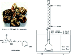 Graphical abstract: Infrared-assisted extraction of salidroside from the root of Rhodiola crenulata with a novel ionic liquid that dissolves cellulose