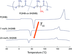 Graphical abstract: Biosynthesis and characterization of novel poly(3-hydroxybutyrate-co-3-hydroxy-2-methylbutyrate): thermal behavior associated with α-carbon methylation
