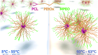 Graphical abstract: Supramolecular self-assembly of novel thermo-responsive double-hydrophilic and hydrophobic Y-shaped [MPEO-b-PEtOx-b-(PCL)2] terpolymers