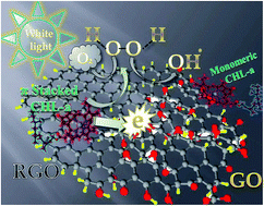 Graphical abstract: Unravelling the photo-excited chlorophyll-a assisted deoxygenation of graphene oxide: formation of a nanohybrid for oxygen reduction