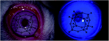 Graphical abstract: Ocular biocompatibility evaluation of POSS nanomaterials for biomedical material applications