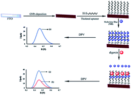 Graphical abstract: Gold nanoparticles deposited on fluorine-doped tin oxide surface as an effective platform for fabricating a highly sensitive and specific digoxin aptasensor