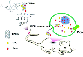Graphical abstract: Integrated traditional Chinese and western medicine modulator for overcoming the multidrug resistance with carbon nanotubes
