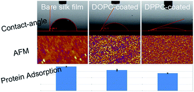 Graphical abstract: Self-assembly of monolayered lipid membranes for surface-coating of a nanoconfined Bombyx mori silk fibroin film