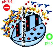 Graphical abstract: pH-operated hybrid silica nanoparticles with multiple H-bond stoppers for colon cancer therapy