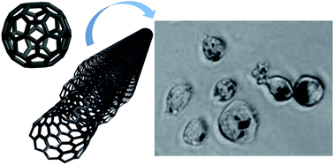 Graphical abstract: Comparative assessment of the in vitro toxicity of some functionalized carbon nanotubes and fullerenes