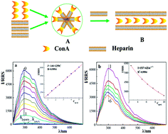 Graphical abstract: Resonance Rayleigh scattering detection of heparin with concanavalin A