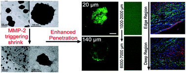 Graphical abstract: Targeting delivery and deep penetration using multistage nanoparticles for triple-negative breast cancer