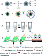 Graphical abstract: A sandwich electrochemical immunoassay for Salmonella pullorum and Salmonella gallinarum based on a AuNPs/SiO2/Fe3O4 adsorbing antibody and 4 channel screen printed carbon electrode electrodeposited gold nanoparticles
