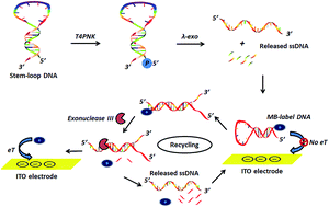 Graphical abstract: A sensitive immobilization-free electrochemical assay for T4PNK activity based on exonuclease III-assisted recycling