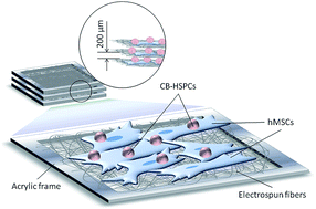 Graphical abstract: Biohybrid hematopoietic niche for expansion of hematopoietic stem/progenitor cells by using geometrically controlled fibrous layers