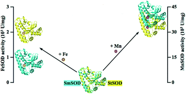 Graphical abstract: Fine tuning of metal-specific activity in the Mn-like group of cambialistic superoxide dismutases