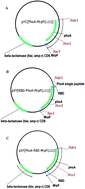 Graphical abstract: Protein engineering of a new recombinant peptide to increase the surface contact angle of stainless steel