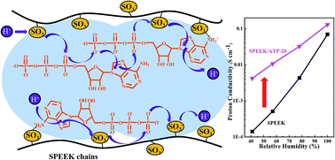 Graphical abstract: Novel composite membranes based on sulfonated poly(ether ether ketone) and adenosine triphosphate for enhanced proton conduction