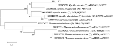 Graphical abstract: Identification and characterization of a cold-adapted and halotolerant nitrobenzene-degrading bacterium