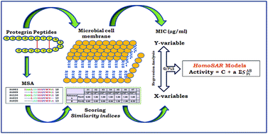 Graphical abstract: Mapping activity elements of protegrin antimicrobial peptides by HomoSAR