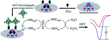 Graphical abstract: Immunosensor for prostate-specific antigen using Au/Pd@flower-like SnO2 as platform and Au@mesoporous carbon as signal amplification