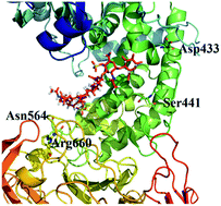 Graphical abstract: Enzyme activity enhancement of chondroitinase ABC I from Proteus vulgaris by site-directed mutagenesis