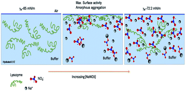 Graphical abstract: Jones-Ray effect on the organization of lysozyme in the presence of NaNO3 at an air/water interface: is it a cause or consequence?