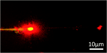 Graphical abstract: Stimuli-responsive protein-based micro/nano-waveguides