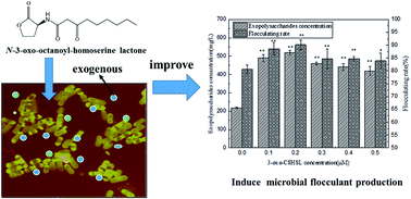 Graphical abstract: N-3-Oxo-octanoyl-homoserine lactone as a promotor to improve the microbial flocculant production by an exopolysaccharide bioflocculant-producing bacterium Agrobacterium tumefaciens F2