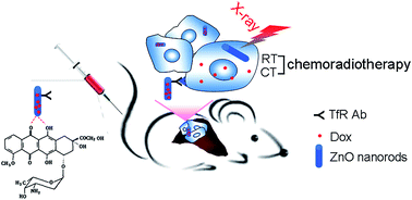Graphical abstract: Targeting and noninvasive treatment of hepatocellular carcinoma in situ by ZnO nanorod-mediated concurrent chemoradiotherapy