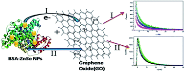 Graphical abstract: Interactions of graphene oxide with luminescent biofunctionalized semiconductor nanoparticles: simultaneous monitoring in a protein–semiconductor coupled system