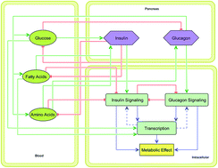 Graphical abstract: Influence of plasma macronutrient levels on hepatic metabolism: role of regulatory networks in homeostasis and disease states
