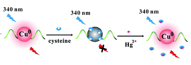 Graphical abstract: A rapid, sensitive and label-free sensor for Hg(ii) ion detection based on blocking of cysteine-quenching of fluorescent poly(thymine)-templated copper nanoparticles