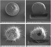 Graphical abstract: Kirkendall void formation and selective directional growth of urchin-like ZnO/Zn microspheres through thermal oxidation in air