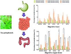 Graphical abstract: Hyperlipidemia affects the absorption, distribution and excretion of seven catechins in rats following oral administration of tea polyphenols