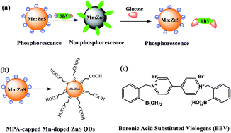 Graphical abstract: Self-assembly of phosphorescent quantum dots/boronic-acid-substituted viologen nanohybrids based on photoinduced electron transfer for glucose detection in aqueous solution