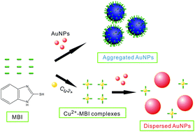 Graphical abstract: Colorimetric determination of copper(ii) ions using gold nanoparticles as a probe