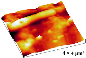 Graphical abstract: AFM structural characterization of drinking water biofilm under physiological conditions