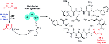 Graphical abstract: Fatty acyl incorporation in the biosynthesis of WAP-8294A, a group of potent anti-MRSA cyclic lipodepsipeptides