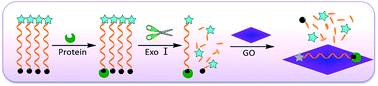 Graphical abstract: High performance system for protein assays: synergistic effect of terminal protection strategy and graphene oxide platform