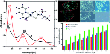 Graphical abstract: An experimental and theoretical approach on the kinetics and mechanism for the formation of a four-membered (S, S) chelated Pt(ii) complex