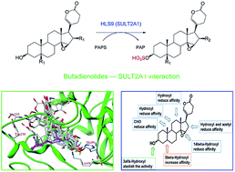 Graphical abstract: Characterization of regio- and stereo-selective sulfation of bufadienolides: exploring the mechanism and providing insight into the structure–sulfation relationship by experimentation and molecular docking analysis