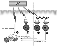 Graphical abstract: Effect of sodium alginate on UVC inactivation of coliphage MS2