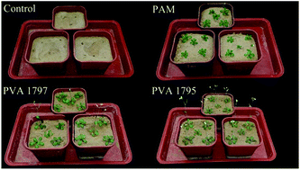 Graphical abstract: Optimizing the interaction between poly(vinyl alcohol) and sandy soil for enhanced water retention performance