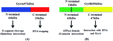 Graphical abstract: Discovering new DNA gyrase inhibitors using machine learning approaches
