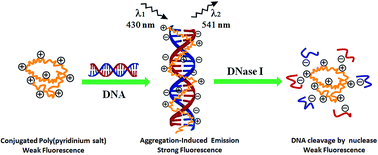 Graphical abstract: New conjugated poly(pyridinium salt) derivative: AIE characteristics, the interaction with DNA and selective fluorescence enhancement induced by dsDNA