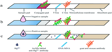 Graphical abstract: Development of an eco-friendly immunochromatographic test strip and its application in detecting Hg2+ without chelators