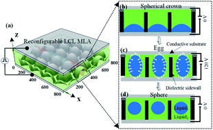 Graphical abstract: Bio-inspired eyes with eyeball-shaped lenses actuated by electro-hydrodynamic forces