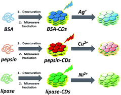 Graphical abstract: Microwave synthesis of carbon dots with multi-response using denatured proteins as carbon source
