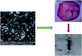 Graphical abstract: Integrated poly-d,l-lactide-co-glycolide/silver nanocomposite: synthesis, characterization and wound healing potential in Wistar Albino rats